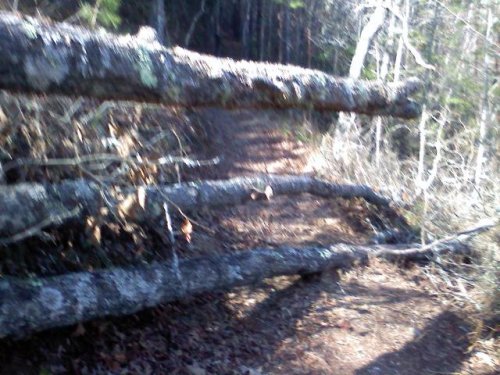 Trees blocking the trail